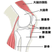 ひざの仕組み